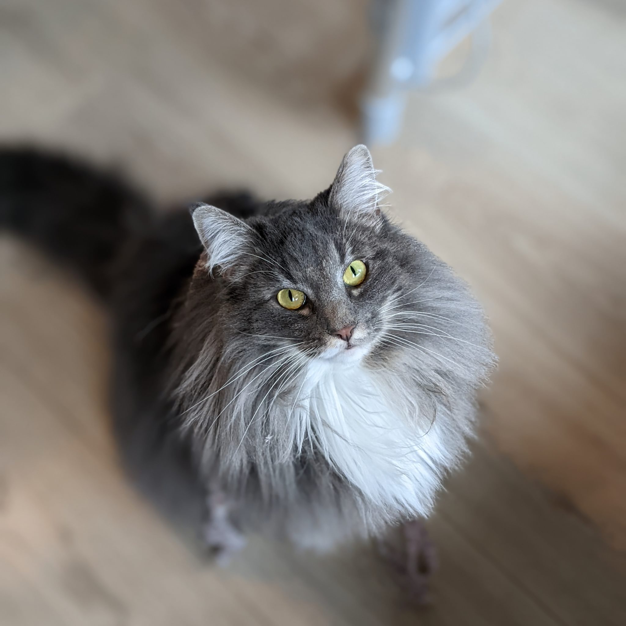 Mimi